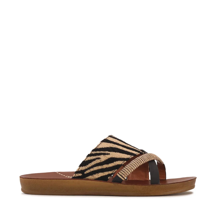 Los Cabos Bride - Zebra