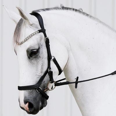 Equestrian