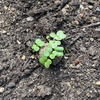 Mill & Hide - Urban Green - Seed Balls - Bee Friendly