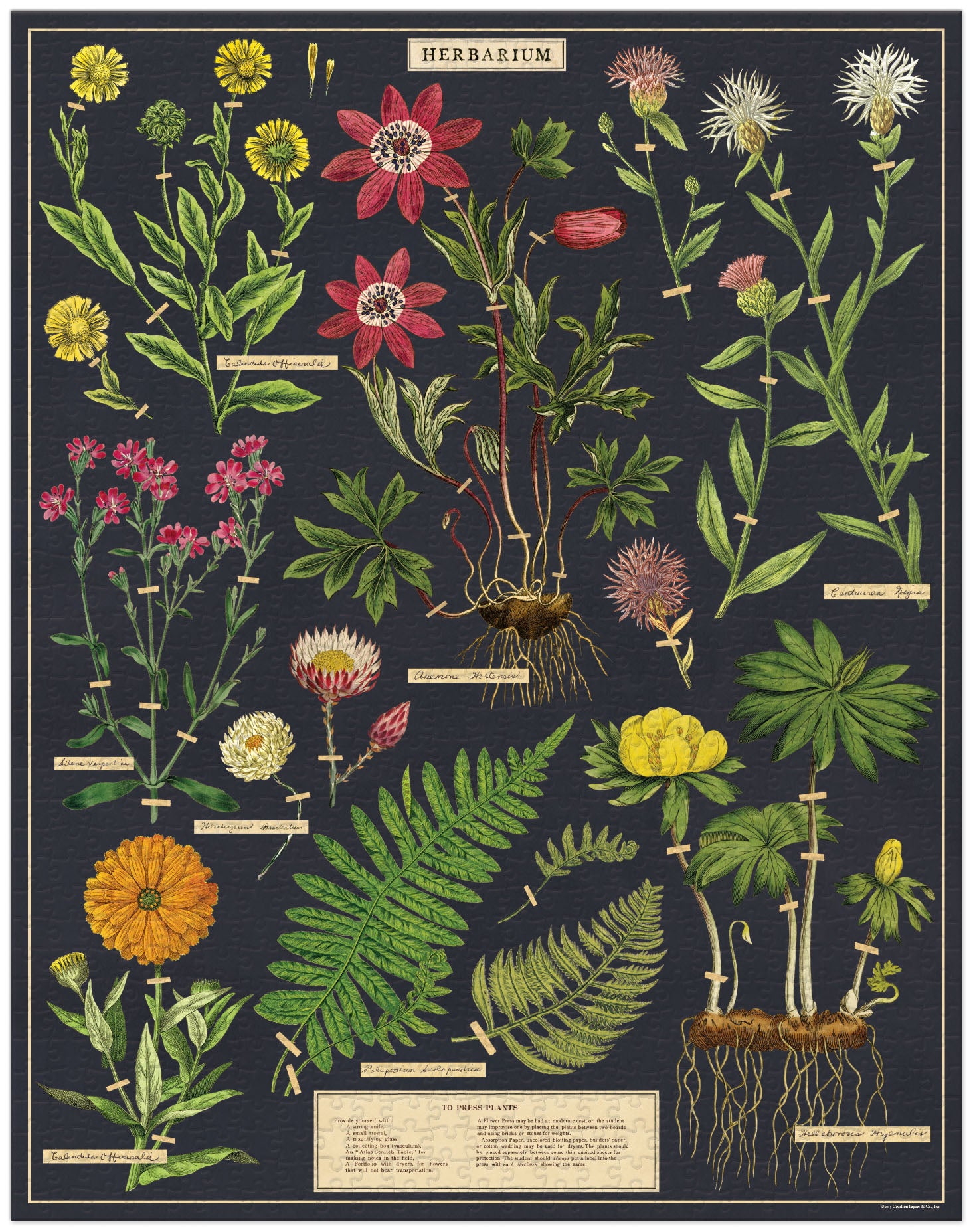 Mill & Hide - Bobangles - Cavallini Puzzle 1000Pc- Herbarium