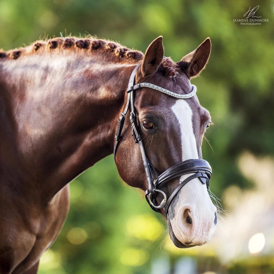 Mill & Hide - Lumiere Equestrian - Anastasia Bridle