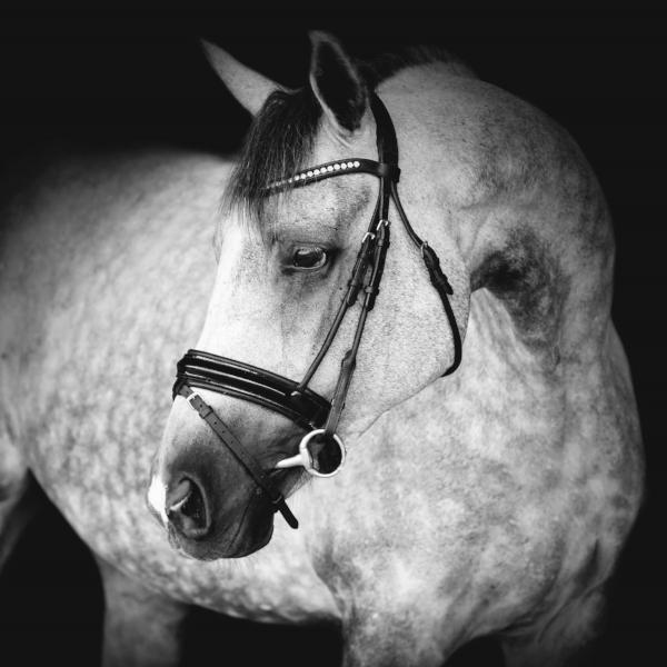 Mill & Hide - Lumiere Equestrian - Aurelie Bridle